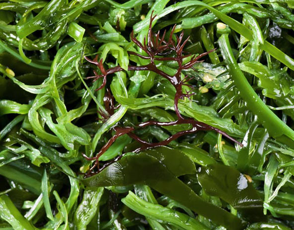 Seaweed being Superfoods